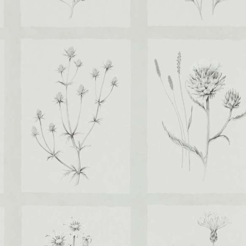 Embleton Bay| Little Thistles