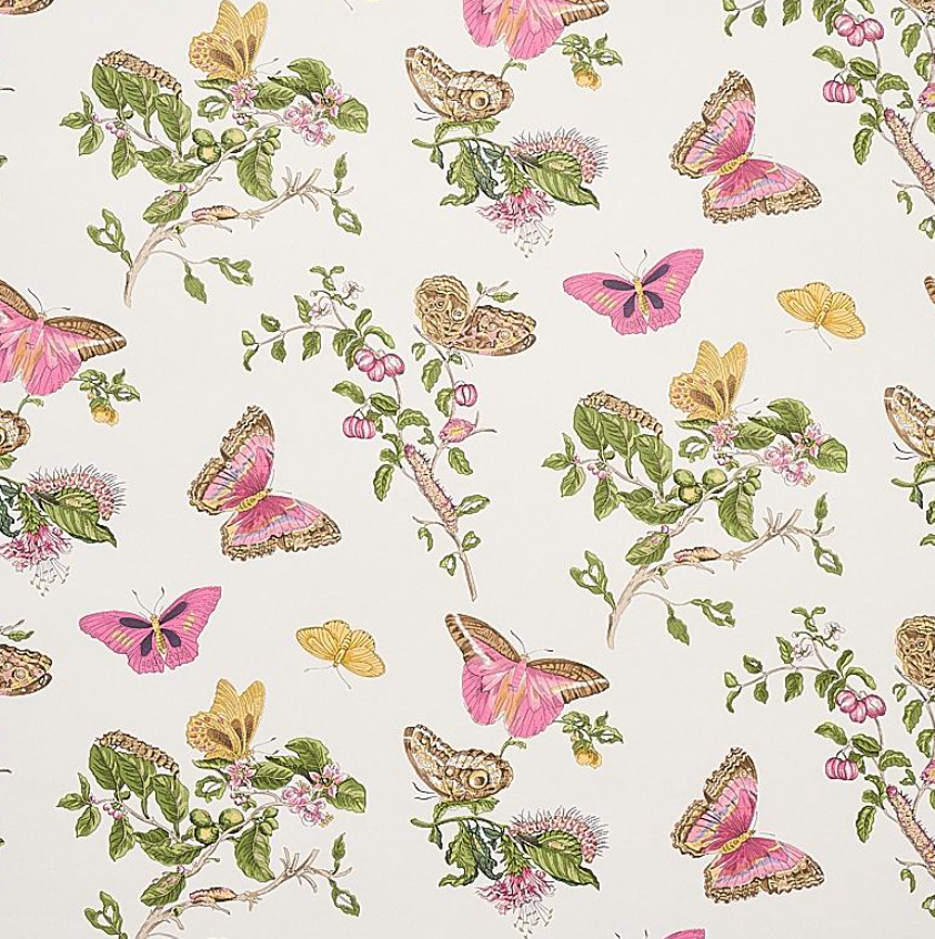 Baudin butterfly Blush