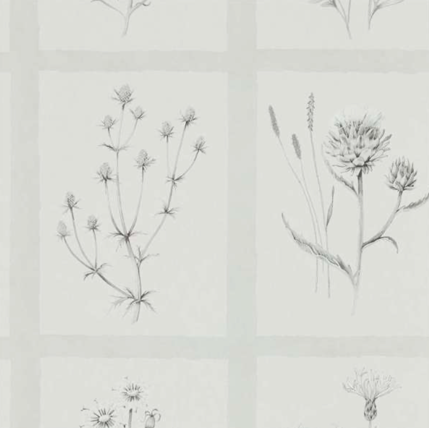 Sanderson | Little Thistles | Pewter