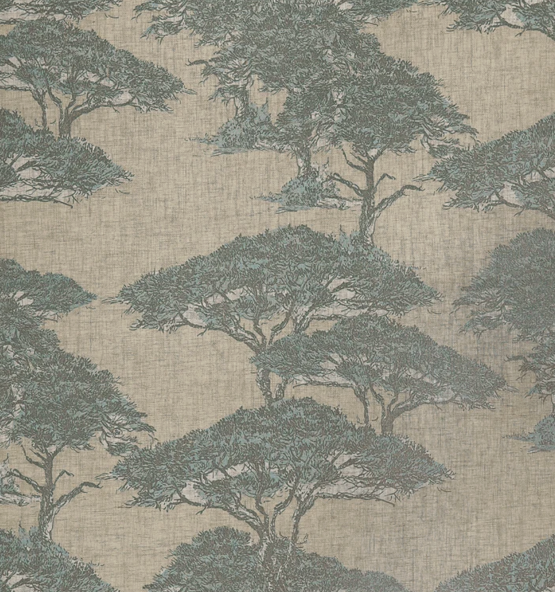 Thibaut | Torrey Pines