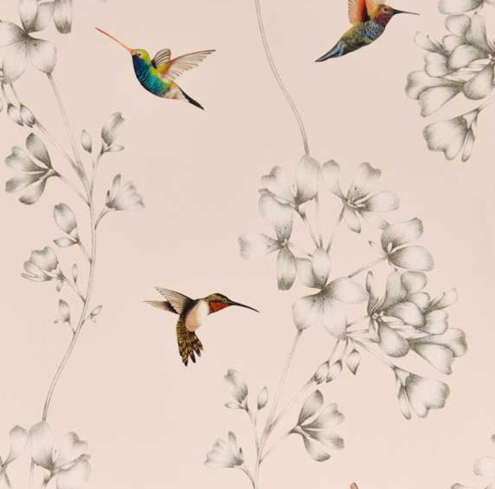 Harlequin | Amazilia