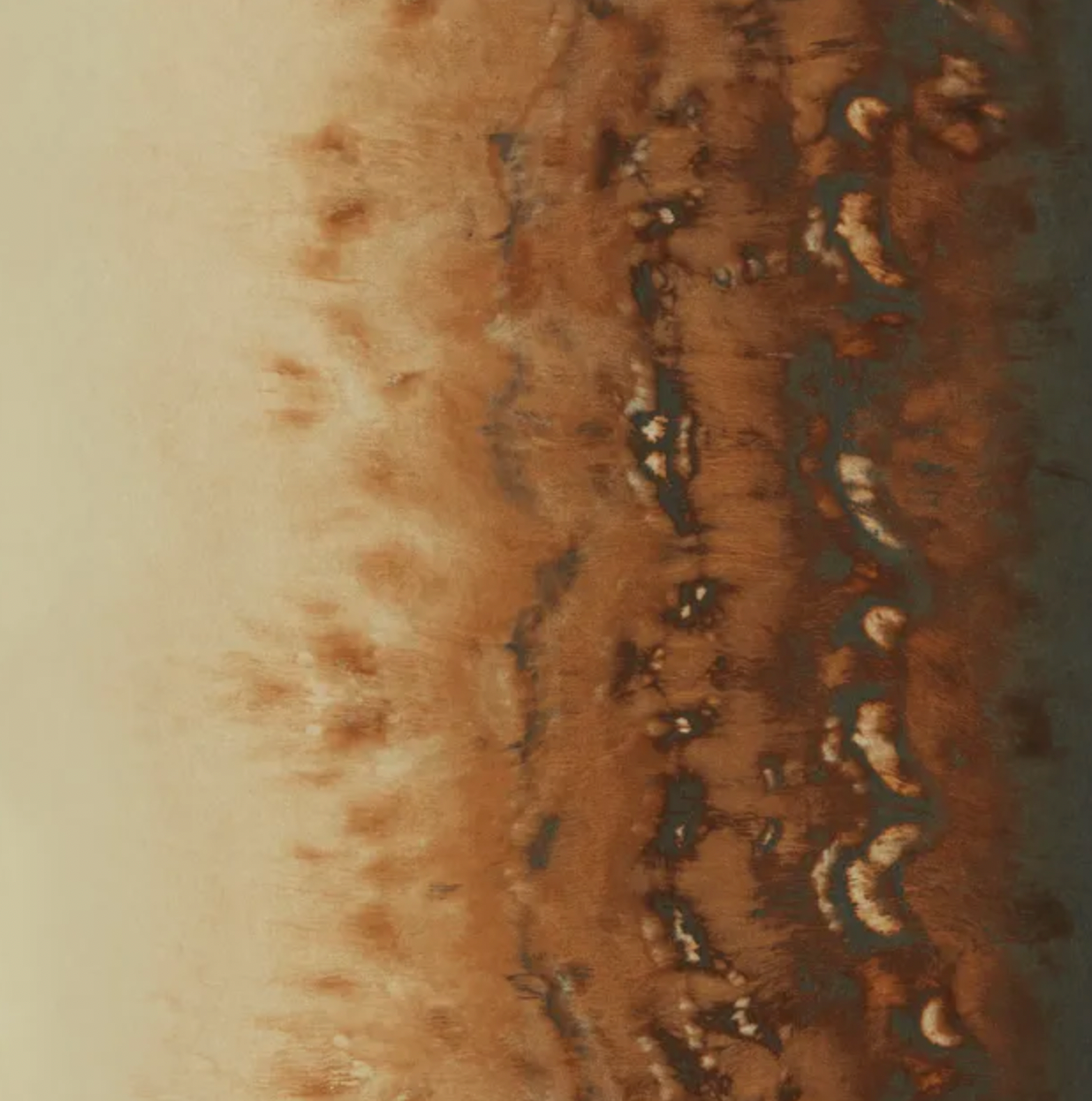 Clarke & Clarke | Disperse