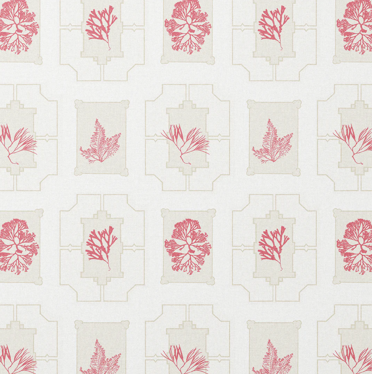 Charlotte Gaisford | Coral