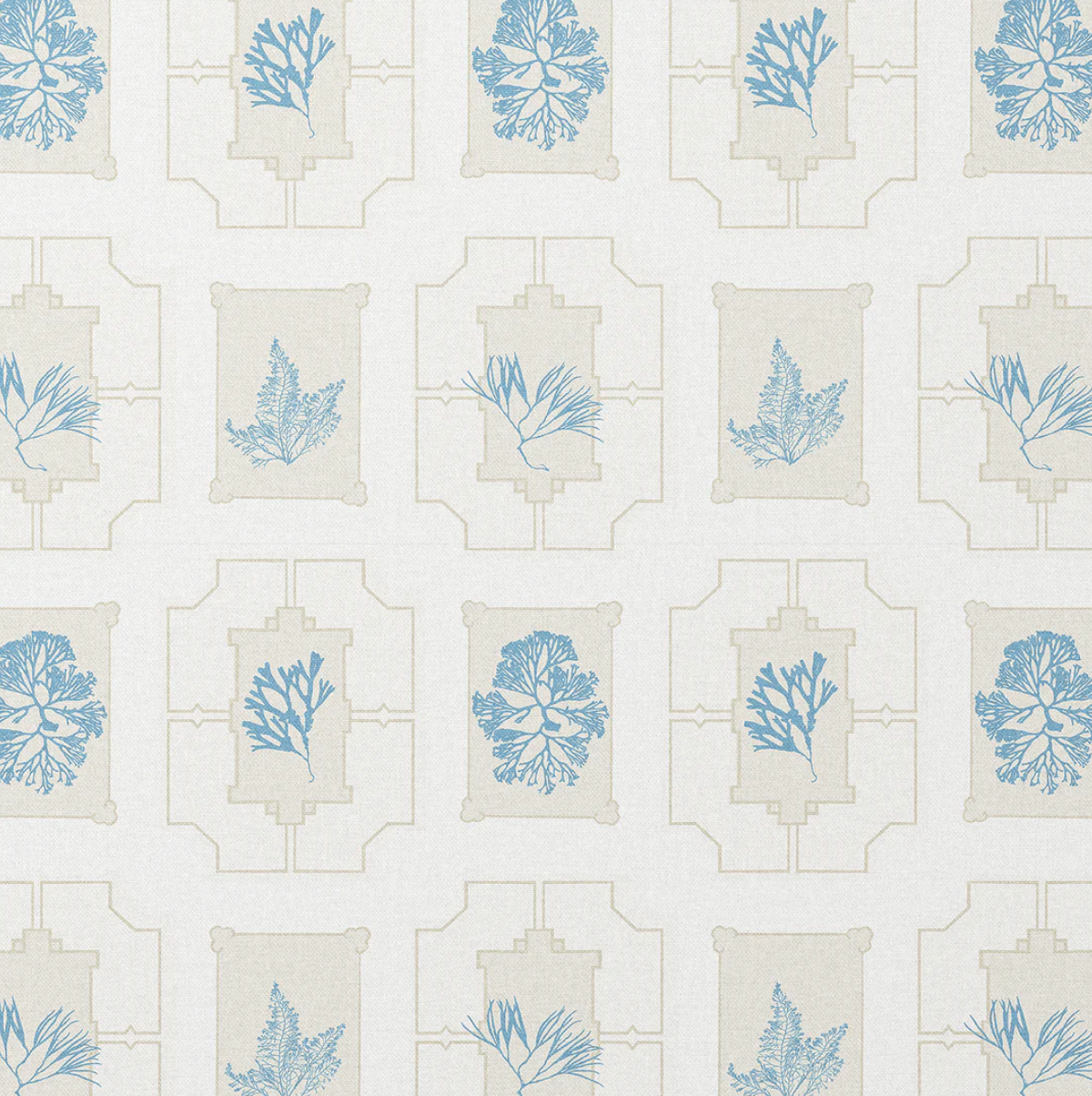 Charlotte Gaisford | Coral