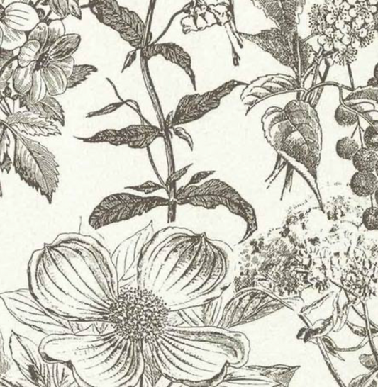 Peter Fasano | Meadow