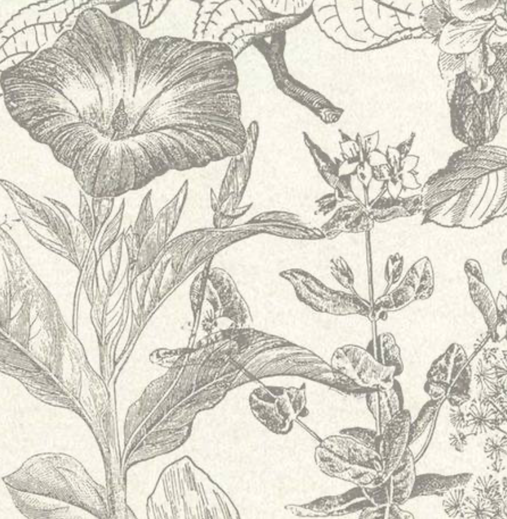 Peter Fasano | Meadow