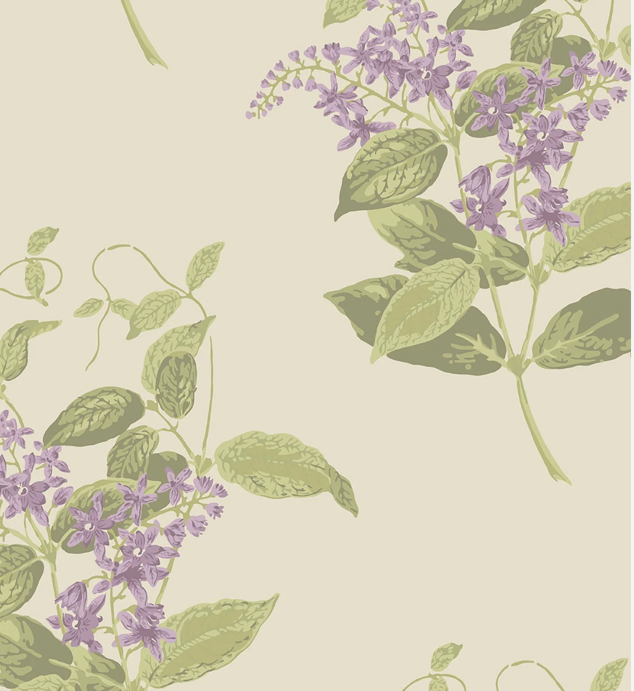Cole & Son | Madras Violet