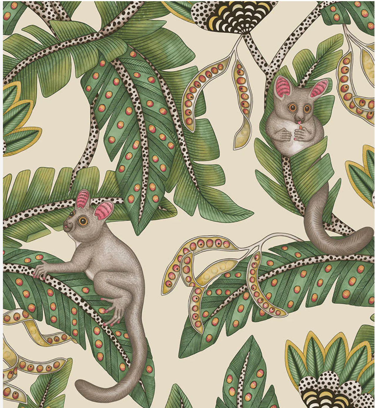 Cole & Son | Bush Baby