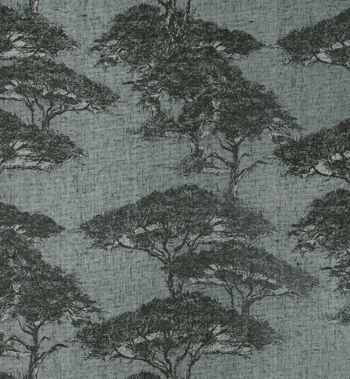 Thibaut | Torrey Pines