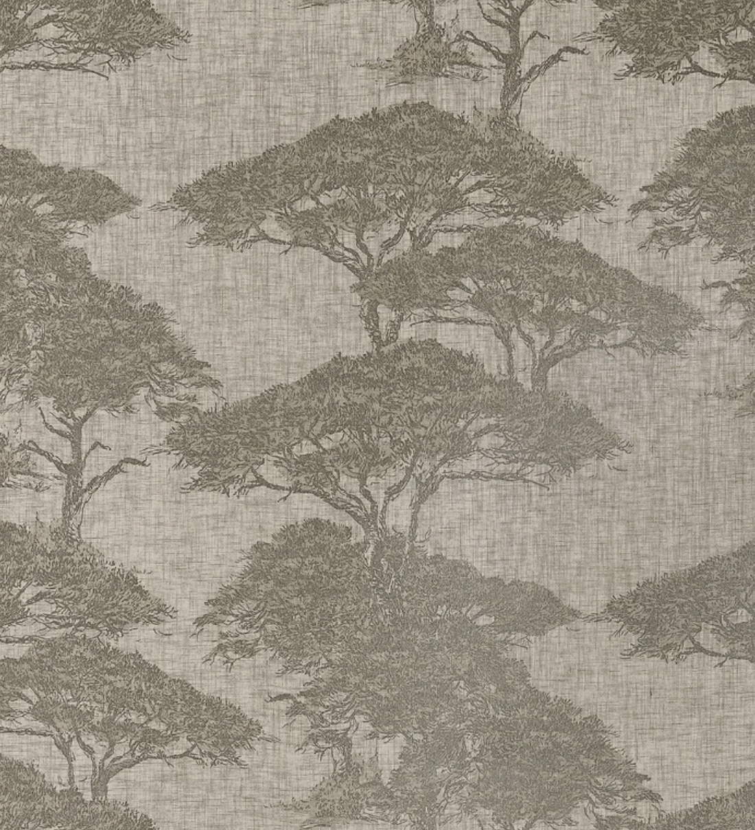 Thibaut | Torrey Pines