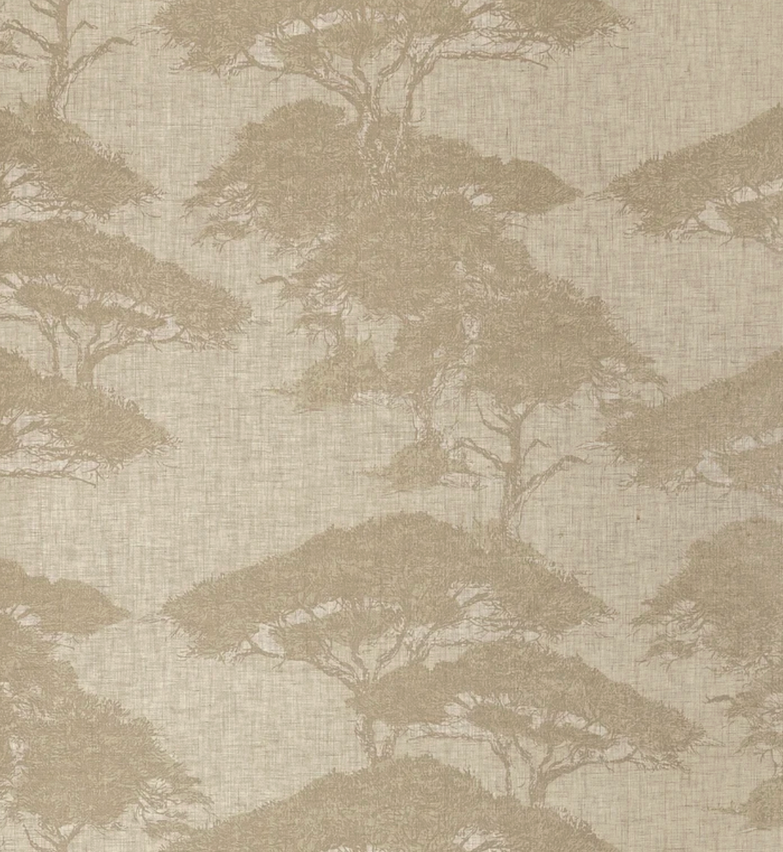 Thibaut | Torrey Pines